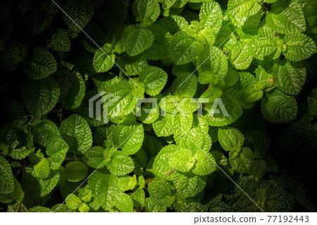 landing ground cover between lights and shadows, tropical plant landing ground cover between lights and shadows, tropical plant 77192443