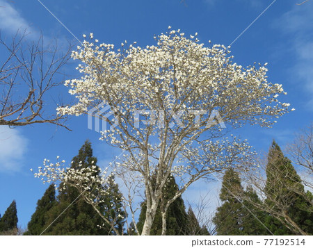 Mt. Ougino with the remaining snow Mt. Ougino with the remaining snow 77192514