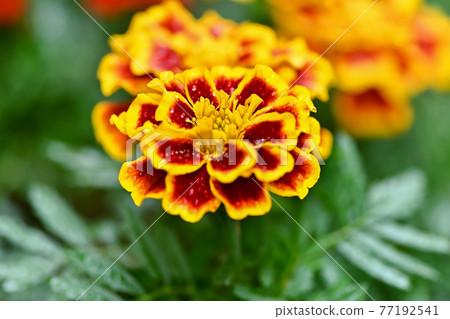 萬壽菊（杜蘭哥比） 77192541