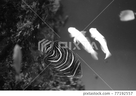 魚 77192557