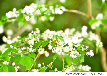 Sawa小龍蝦花 Sawa小龍蝦花 77192562