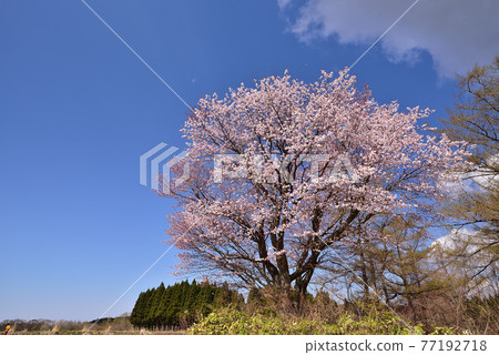 Photographing the scenery of only one Ezoyama cherry tree blooming beside the field in Otobe-cho, Hokkaido in spring Photographing the scenery of only one Ezoyama cherry tree blooming beside the field in Otobe-cho, Hokkaido in spring 77192718