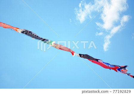 Koinobori and blue sky 77192829