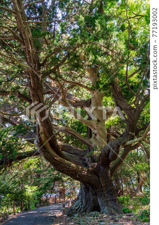 （靜岡縣）尾瀨崎的天然紀念物杜松 77193002