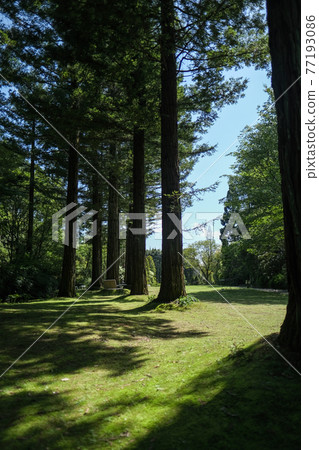 Mie Prefecture Red Hill Heater Forest Red Wood Forest Mie Prefecture Red Hill Heater Forest Red Wood Forest 77193086