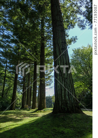 Mie Prefecture Red Hill Heater Forest Red Wood Forest Mie Prefecture Red Hill Heater Forest Red Wood Forest 77193087