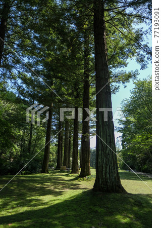 Mie Prefecture Red Hill Heater Forest Sempel Sequoia Mie Prefecture Red Hill Heater Forest Sempel Sequoia 77193091