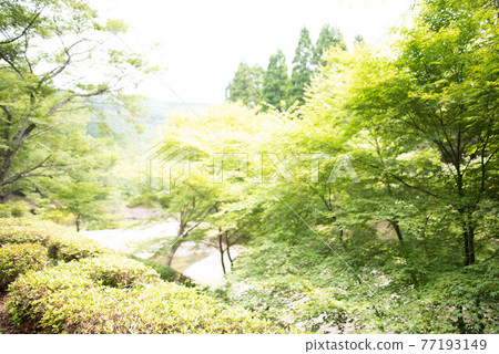 Oita City Oita Prefectural Forest Oita City Oita Prefectural Forest 77193149