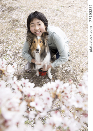 Elementary school girl alongside her dog under the cherry blossoms 77193285