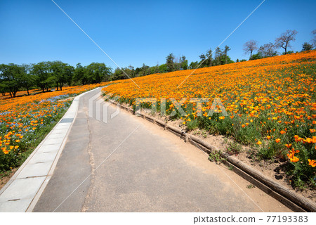 北武山公園的罌粟花 北武山公園的罌粟花 77193383