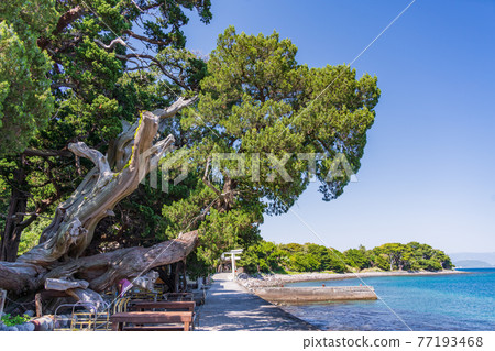 (Shizuoka Prefecture) Ose Shrine surrounded by junipers (Shizuoka Prefecture) Ose Shrine surrounded by junipers 77193468