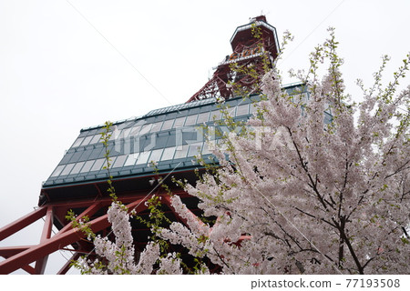 札幌電視塔和櫻花 札幌電視塔和櫻花 77193508