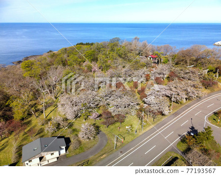 春天在北海道乙部町志比岬盛開的櫻花鳥瞰圖 春天在北海道乙部町志比岬盛開的櫻花鳥瞰圖 77193567