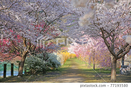 安諾花站公園 77193580