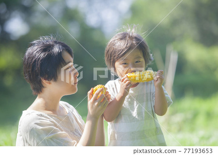父母和孩子在田裡吃玉米 77193653