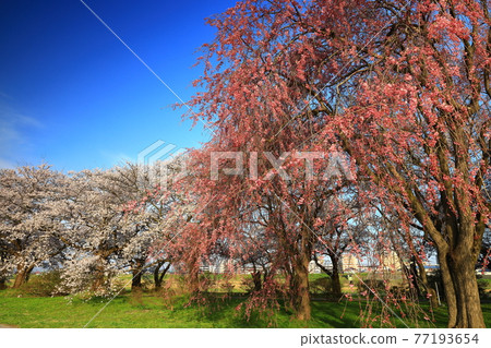 岩手縣北上市市春季展覽館 岩手縣北上市市春季展覽館 77193654