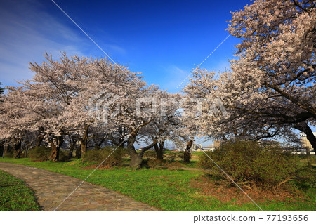 岩手縣北上市市春季展覽館 岩手縣北上市市春季展覽館 77193656