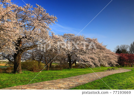 岩手縣北上市市春季展覽館 岩手縣北上市市春季展覽館 77193669