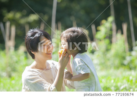 父母和孩子在田裡吃玉米 77193674