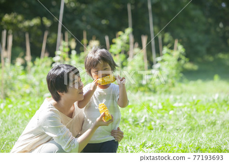 父母和孩子在田裡吃玉米 77193693