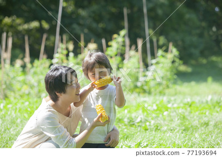 父母和孩子在田裡吃玉米 77193694