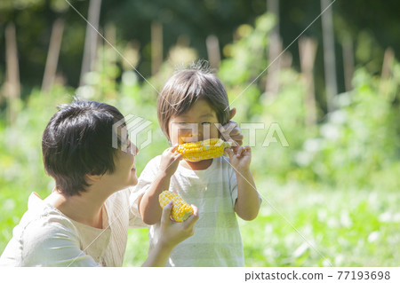 Parents and children eating corn in the field 77193698