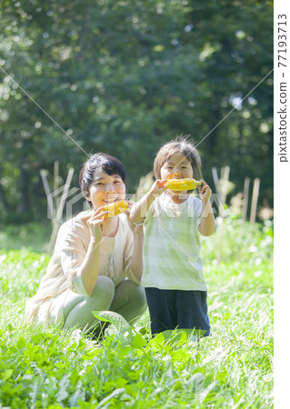 父母和孩子在田裡吃玉米 父母和孩子在田裡吃玉米 77193713