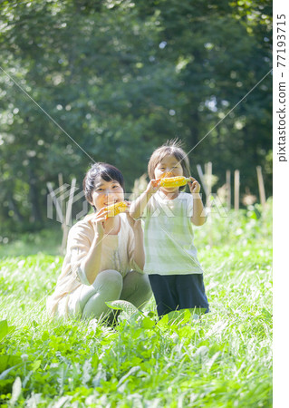 父母和孩子在田裡吃玉米 77193715