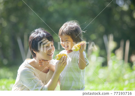 Parents and children eating corn in the field 77193716