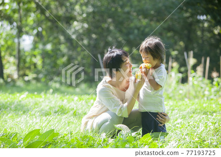 父母和孩子在田裡吃玉米 父母和孩子在田裡吃玉米 77193725