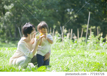 父母和孩子在田裡吃玉米 77193726