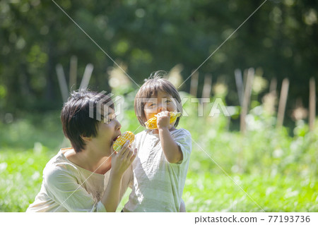 父母和孩子在田裡吃玉米 父母和孩子在田裡吃玉米 77193736