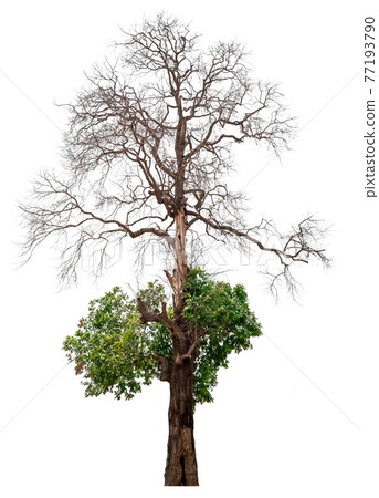 Dead tree 77193790