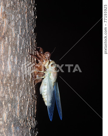 living large brown tropical insect , Cicada Platypleura, Terminalia ivorensis Chev., on it's brown light thin exuvia shell remains on a tree authentic shot taken with flash at night time living large brown tropical insect , Cicada Platypleura, Terminalia ivorensis Chev., on it's brown light thin exuvia shell remains on a tree authentic shot taken with flash at night time 77193925