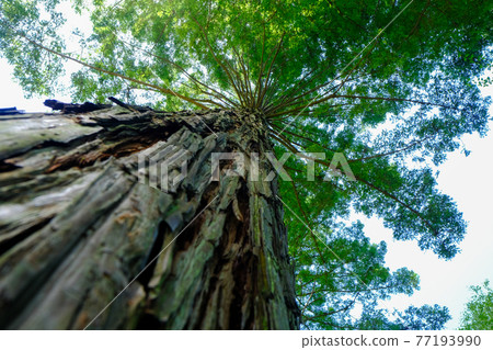 Red Hill Heater Forest Sempel Sequoia seen from below Red Hill Heater Forest Sempel Sequoia seen from below 77193990