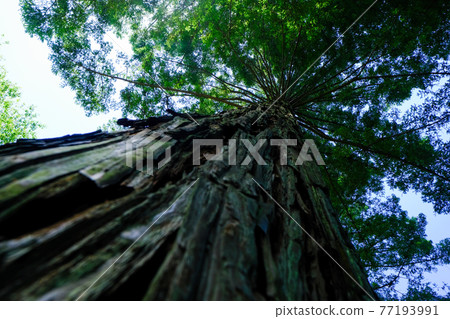 Red Hill Heater Forest Sempel Sequoia Red Hill Heater Forest Sempel Sequoia 77193991