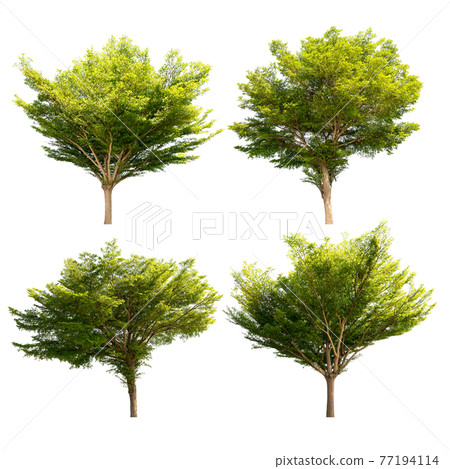 Tree isolated Tree isolated 77194114