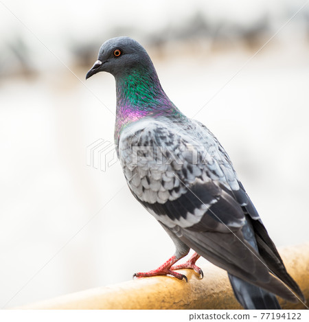 Pigeon bird Pigeon bird 77194122