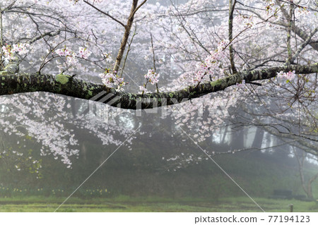 晨霧櫻花 77194123