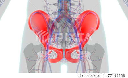 Human Skeleton Hip or Pelvic bone Anatomy For Medical Concept Human Skeleton Hip or Pelvic bone Anatomy For Medical Concept 77194368
