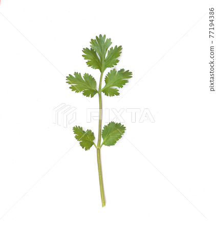Coriander of ingredient vegetable isolated on white. Coriander of ingredient vegetable isolated on white. 77194386