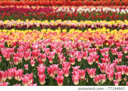 Tulip 311 Tulip 311 77194665