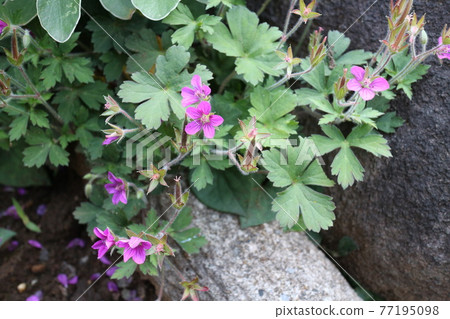 Geranium thunbergii (scientific name: Geranium thunbergii) Geranium thunbergii (scientific name: Geranium thunbergii) 77195098