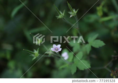 Geranium thunbergii (scientific name: Geranium thunbergii) Geranium thunbergii (scientific name: Geranium thunbergii) 77195328