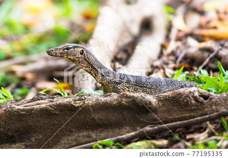 Water monitor Water monitor 77195335