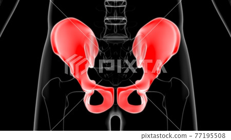 Human Skeleton Hip or Pelvic bone Anatomy For Medical Concept Human Skeleton Hip or Pelvic bone Anatomy For Medical Concept 77195508