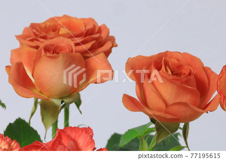 橙色的玫瑰 77195615