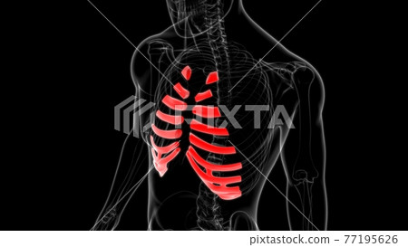 Human skeleton anatomy Costal Cartilage 3D Rendering Human skeleton anatomy Costal Cartilage 3D Rendering 77195626