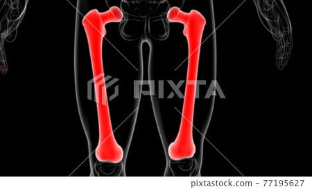 Human skeleton anatomy Femur Bone 3D Rendering Human skeleton anatomy Femur Bone 3D Rendering 77195627