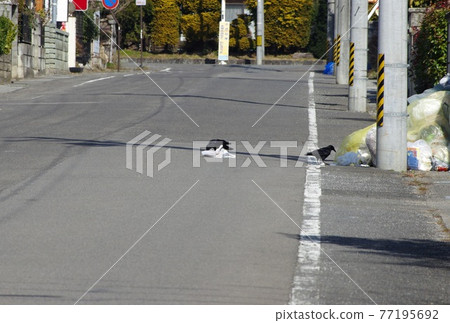 Garbage vandalism crows Garbage vandalism Garbage vandalism crows Garbage vandalism 77195692